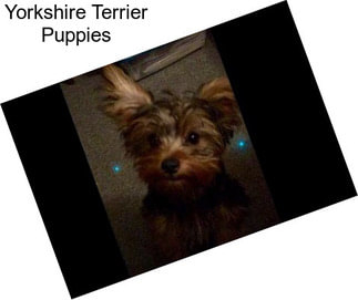 Yorkshire Terrier Puppies