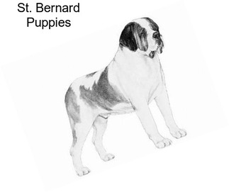 St. Bernard Puppies