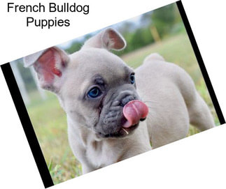 French Bulldog Puppies