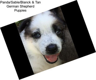 Panda/Sable/Blanck & Tan German Shepherd Puppies