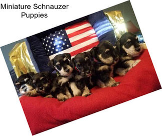 Miniature Schnauzer Puppies