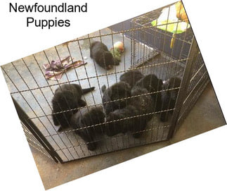 Newfoundland Puppies