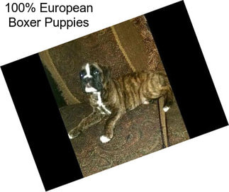 100% European Boxer Puppies