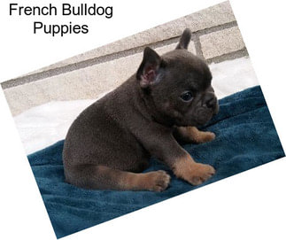 French Bulldog Puppies