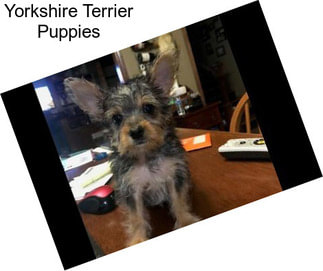 Yorkshire Terrier Puppies