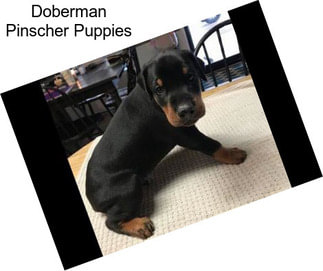 Doberman Pinscher Puppies