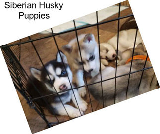 Siberian Husky Puppies