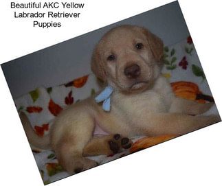 Beautiful AKC Yellow Labrador Retriever Puppies