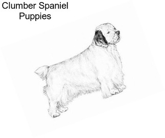 Clumber Spaniel Puppies