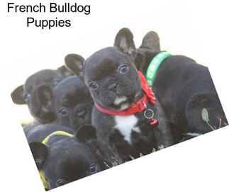 French Bulldog Puppies