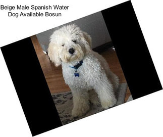 Beige Male Spanish Water Dog Available \