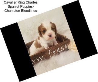 Cavalier King Charles Spaniel Puppies- Champion Bloodlines