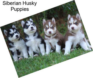 Siberian Husky Puppies