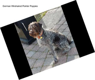 German Wirehaired Pointer Puppies