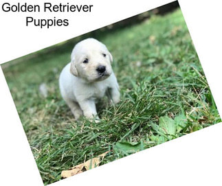 Golden Retriever Puppies