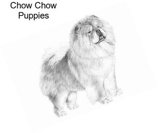 Chow Chow Puppies