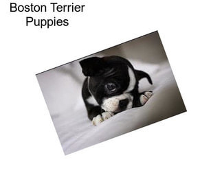 Boston Terrier Puppies