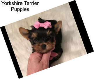 Yorkshire Terrier Puppies