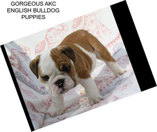 GORGEOUS AKC ENGLISH BULLDOG PUPPIES