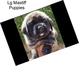 Lg Mastiff Puppies