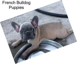 French Bulldog Puppies