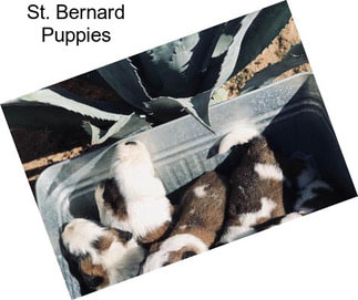 St. Bernard Puppies