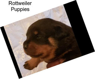 Rottweiler Puppies