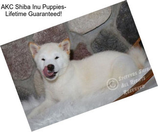 AKC Shiba Inu Puppies- Lifetime Guaranteed!