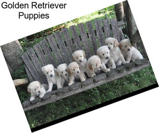 Golden Retriever Puppies