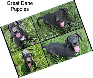 Great Dane Puppies