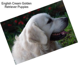 English Cream Golden Retriever Puppies