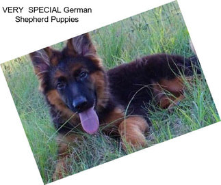 VERY  SPECIAL German Shepherd Puppies