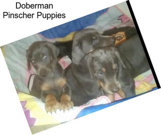 Doberman Pinscher Puppies