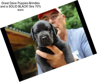 Great Dane Puppies-Brindles and a SOLID BLACK! Sire 70% euro