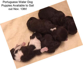Portuguese Water Dog Puppies Available to Sail out Nov. 13th!