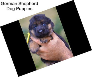 German Shepherd Dog Puppies