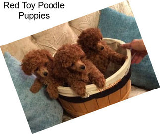 Red Toy Poodle Puppies