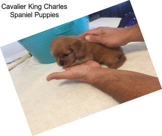 Cavalier King Charles Spaniel Puppies