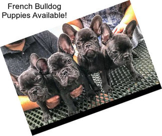 French Bulldog Puppies Available!