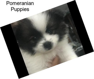 Pomeranian Puppies