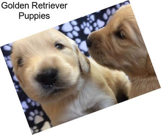 Golden Retriever Puppies