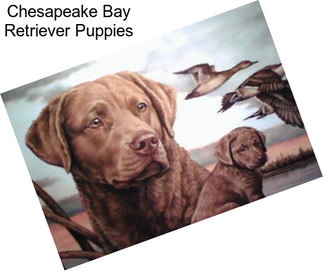 Chesapeake Bay Retriever Puppies