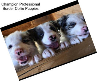 Champion Professional Border Collie Puppies