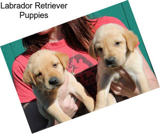 Labrador Retriever Puppies