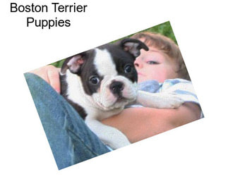 Boston Terrier Puppies