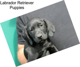 Labrador Retriever Puppies