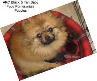 AKC Black & Tan Baby Face Pomeranian  Puppies