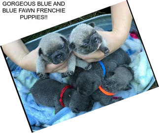 GORGEOUS BLUE AND BLUE FAWN FRENCHIE PUPPIES!!