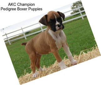 AKC Champion Pedigree Boxer Puppies