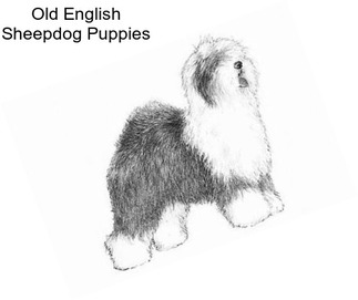 Old English Sheepdog Puppies